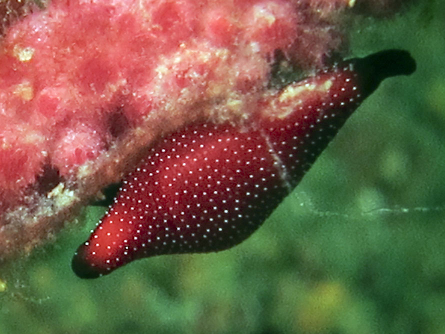 Crenavolva aureola